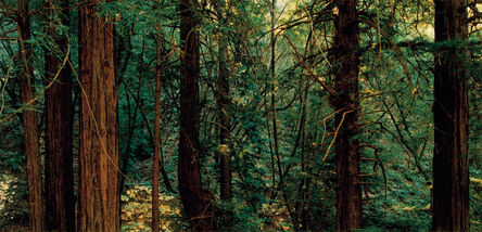 Thomas Struth, ‘Yosemite 1977-2002’, 2004
