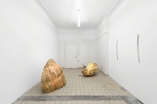 Namsal Siedlecki: Integument, installation view