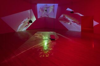 Diana Thater: The Sympathetic Imagination, installation view