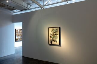 David Bates, Portraits of Flowers, installation view