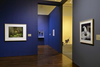 In the Company of Cats and Dogs, installation view