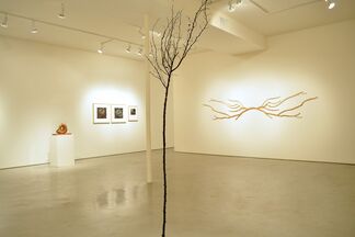 DISSECTING NATURE, installation view