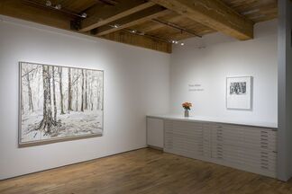 Trace Miller: Cut from Nature, installation view