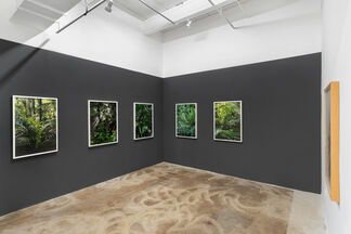 Lush Green Tropical Jungle, installation view
