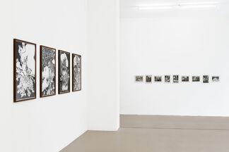 Amorphophallus - Tilo Baumgärtel, Lou Hoyer, Stu Mead, Christoph Ruckhäberle, installation view
