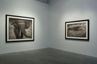 Nick Brandt : On This Earth, A Shadow Falls, installation view