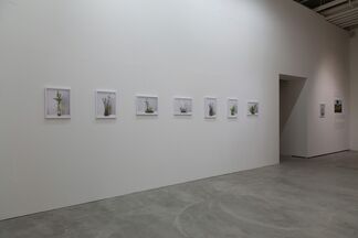 Wang Yahui " Near and Far ", installation view