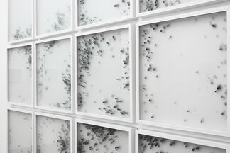 Christine Maigne "in vitro", installation view