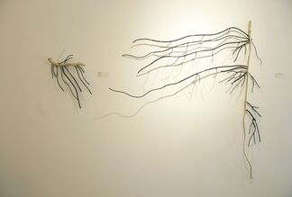 Dalya Luttwak: Roots: Nature's Hidden Beauty, installation view