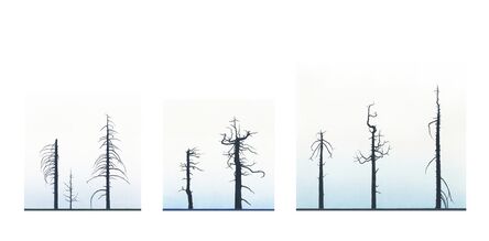 Greg Rose, ‘Eight Burnt Trees, Crystal Lake’, 2012