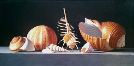 Donald Clark, ‘Sea Urchin with Venus Comb and Tonna Shell’