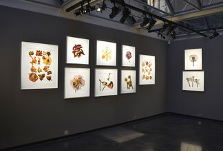 Irving Penn: Flowers, installation view
