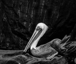Debbie Fleming Caffery: Portraits of Birds