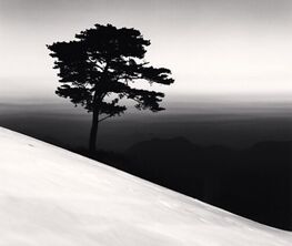 Michael Kenna - Trees