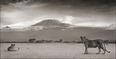 Nick Brandt, ‘Kilimanjaro Lioness, Amboseli 2010’, 2010