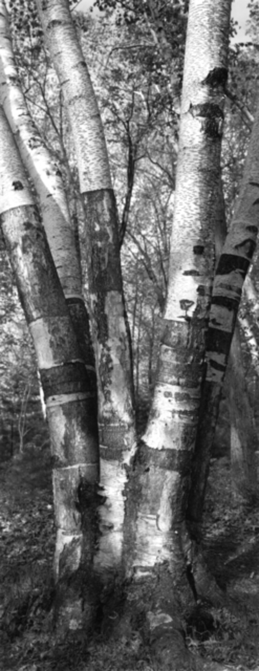 Tree XXV