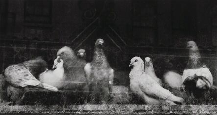 Ruth Bernhard, ‘Pigeons’, 1956-printed later