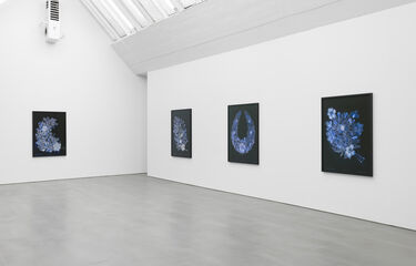 Dor Guez, Lilies of the field, installation view