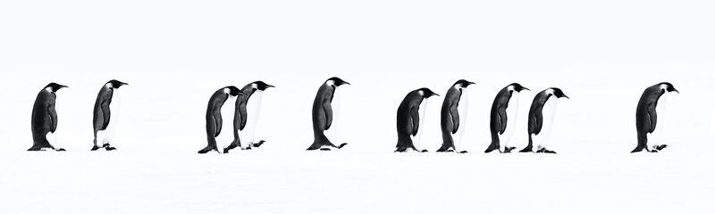 David Yarrow, ‘The Long March’, 2010, Photography, Digital Pigment Print on Archival 315gsm Hahnemuhle Photo Rag Baryta Paper, Samuel Owen Gallery