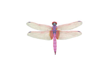 Mary Claire Hogan, ‘Trithemis aurora’, 2022