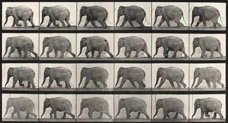 Eadweard Muybridge, ‘Plate 733. Elephant; walking’, 1887