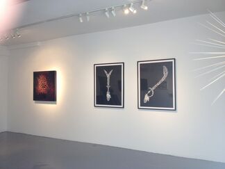 Prickly?, installation view