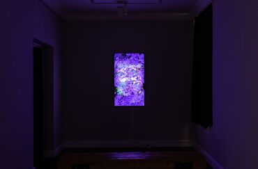 Jonathan Silverman | Mineral Vegetal Digital, installation view