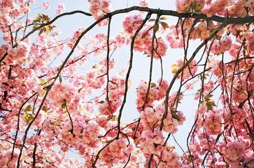 Susan Wides, ‘Cherry Blossom 2’, 2002