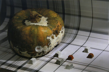 Corin Hewitt, ‘Untitled #50 (from "Seed Stage")’, 2008-9