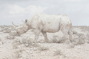 Maroesjka Lavigne, ‘White Rhino, 2015’, 2019