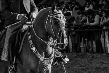 Dilla Daniel, ‘Criollo of Argentina’, 2011