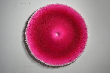 Kim Hee Kyung, ‘Bloom’, 2012