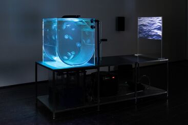 Tue Greenfort, ‘Tamoya Ohboya’, 2017