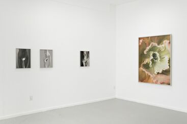 MONA KUHN: Bushes & Succulents, installation view