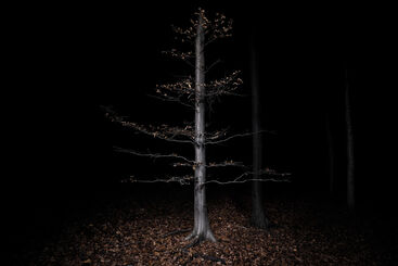 Jasper Goodall: Nocturnal Landscape - selected works - Part I, installation view