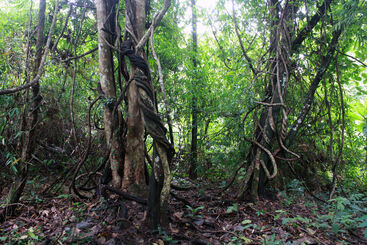 Krissakorn Thinthupthai, ‘Nature of Aberration’, 2012