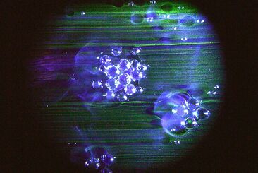 Evelina DOMNITCH & Dmitry GELFAND, ‘Mucilaginous Omniverse’, 2009