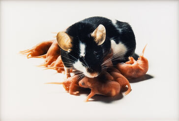 Catherine Chalmers, ‘Nursing’, 1996