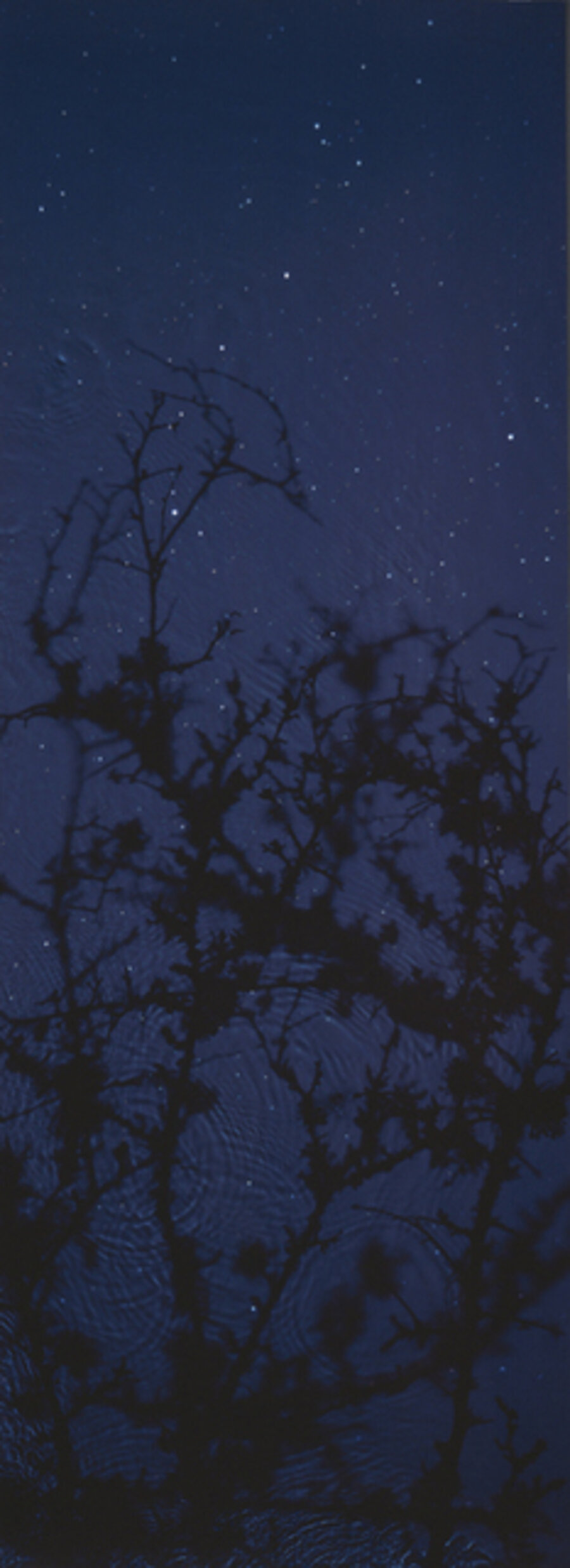 Star Field – Blackthorn