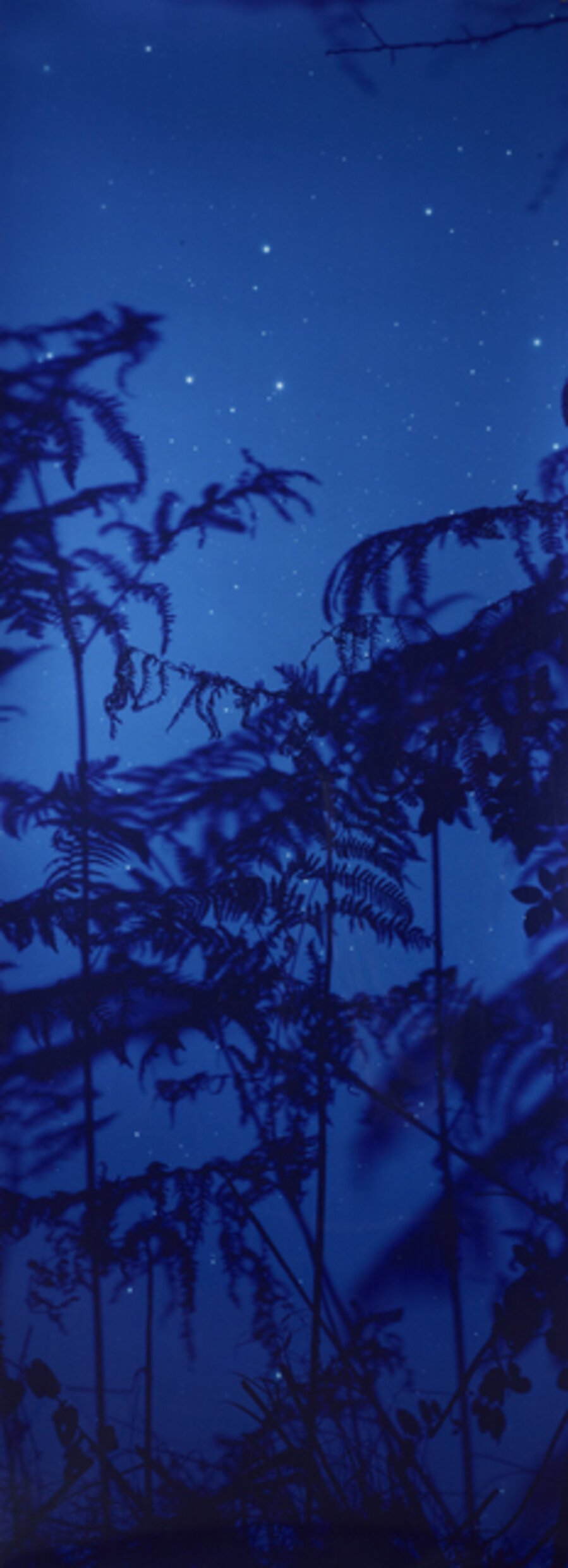 Star Field Bracken
