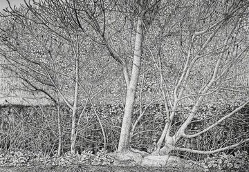 Roy Wright, ‘Signs of Spring’, 2017