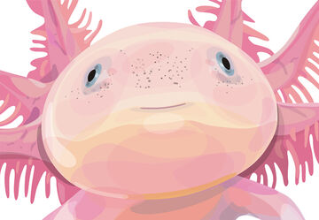 Ruth Gómez, ‘Axolotl’, 2014