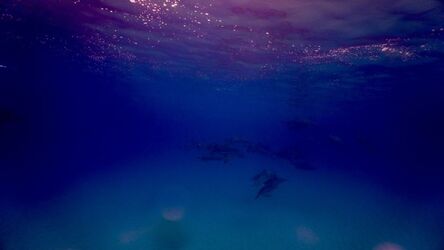 Yuya Hasegawa, ‘Swimming with the Dolphins 3’, 2017