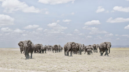 David Burdeny, ‘Elephants Crossing Dusty Plain, Amboseli, Kenya’, 2019