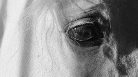 Katy Grannan, ‘Horse (Eye) I’, 2017