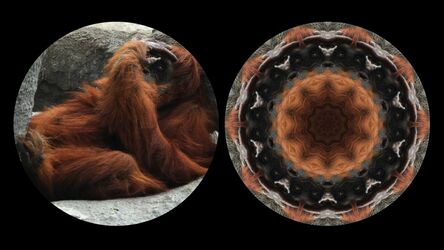 Leslie Thornton, ‘Orangutan’, 2010
