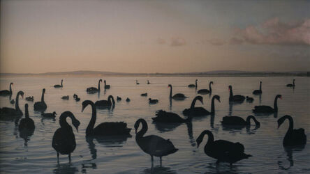Kate Breakey, ‘Black Swans, Kellidie Bay, South Australia’, Dates vary