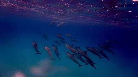 Yuya Hasegawa, ‘Swimming with the Dolphins 2’, 2017
