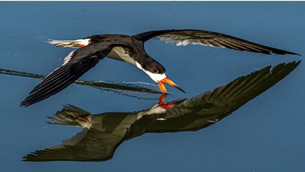 Andy House, ‘Black Skimmer on a Windless Day’, 2022
