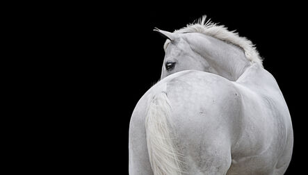 Bob Tabor, ‘Horse 91 - black and white photography’, 2014